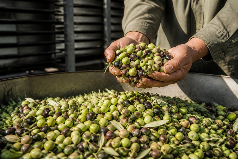 What Is Early Harvest Olive Oil? A 2026 Guide